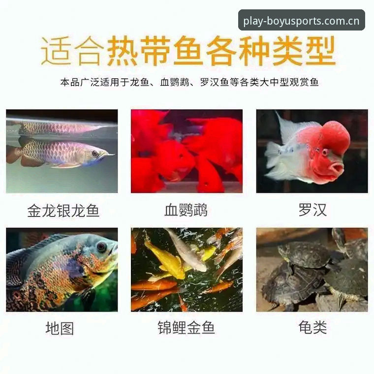 资深用户分享：2026博鱼官方网站入口正确打开方式与实战心得